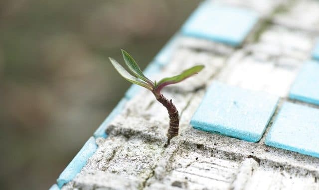pexels-photo-1438404