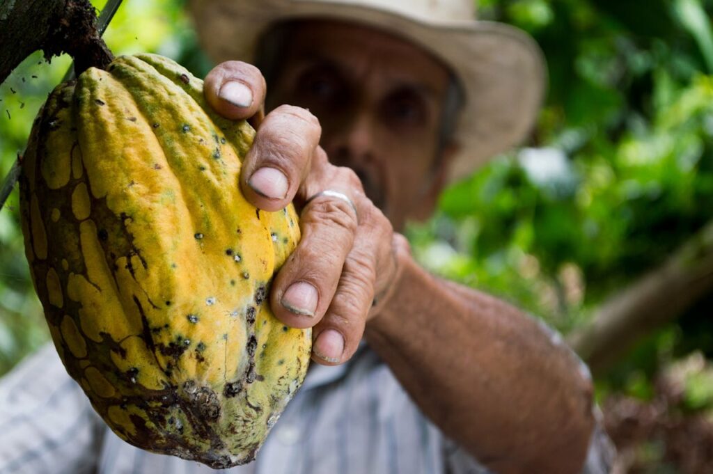 Cocoa surges on supply fears