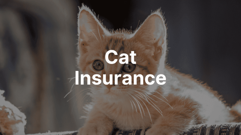 Best Cat Insurance Providers
