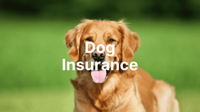 Best Dog Insurance Providers